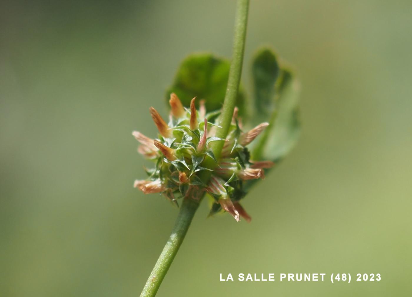 Clover, Clustered fruit